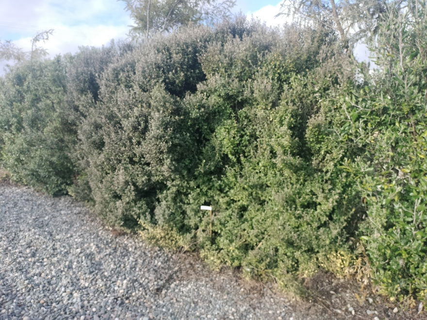 25x Corokia Jaxon - $2.99 each