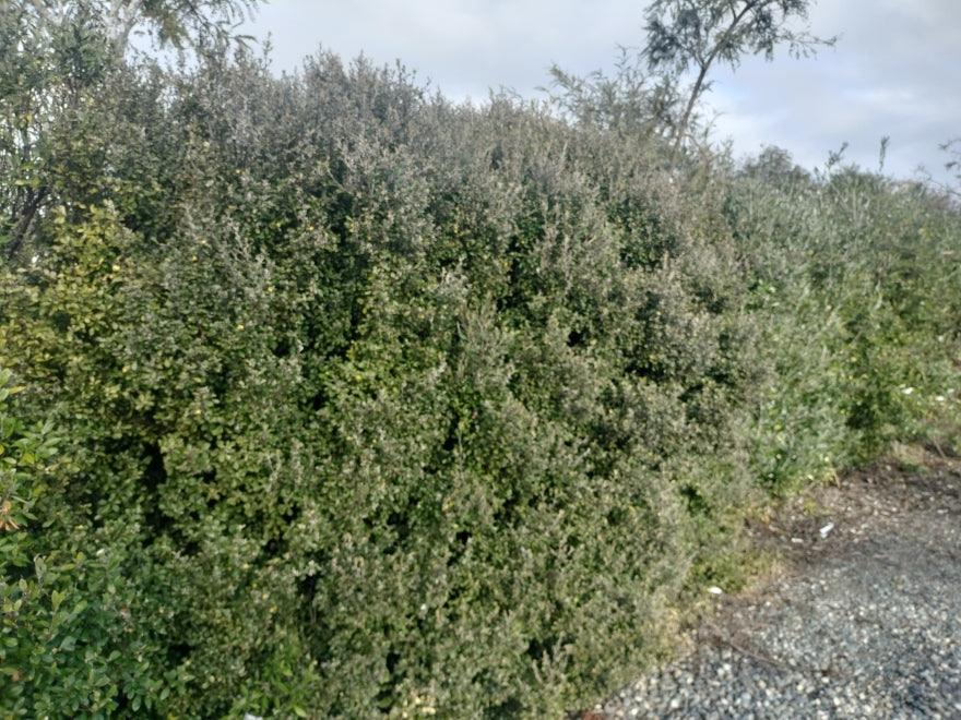 100x Corokia Jaxon - $3.99 each