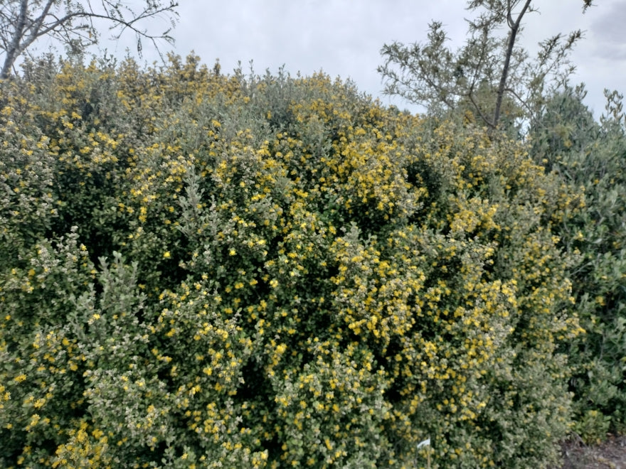 Corokia Jaxon