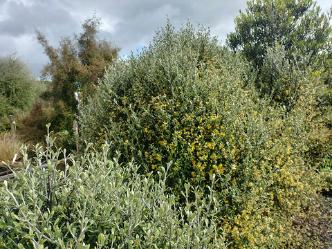 5x Corokia leprechaun - $5.99 each