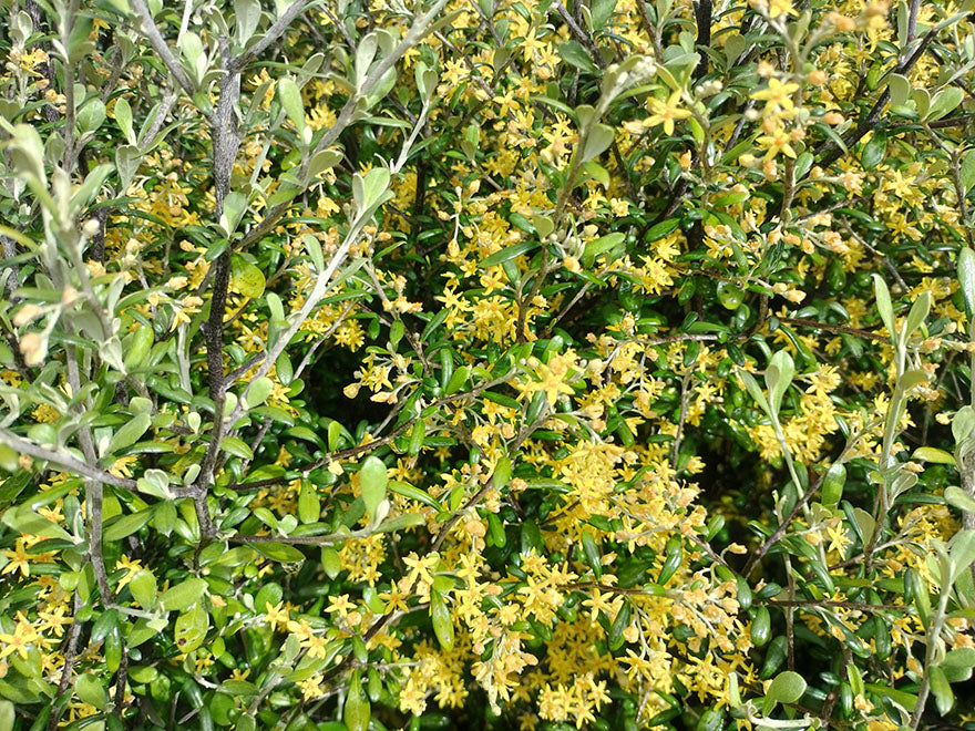 5x Corokia leprechaun - $7.99 each