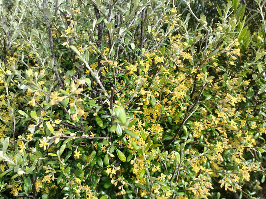 100x Low Growing Native Combo - $3.99 each