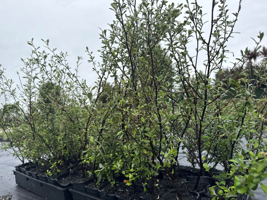 5x Corokia leprechaun - 1.99c each