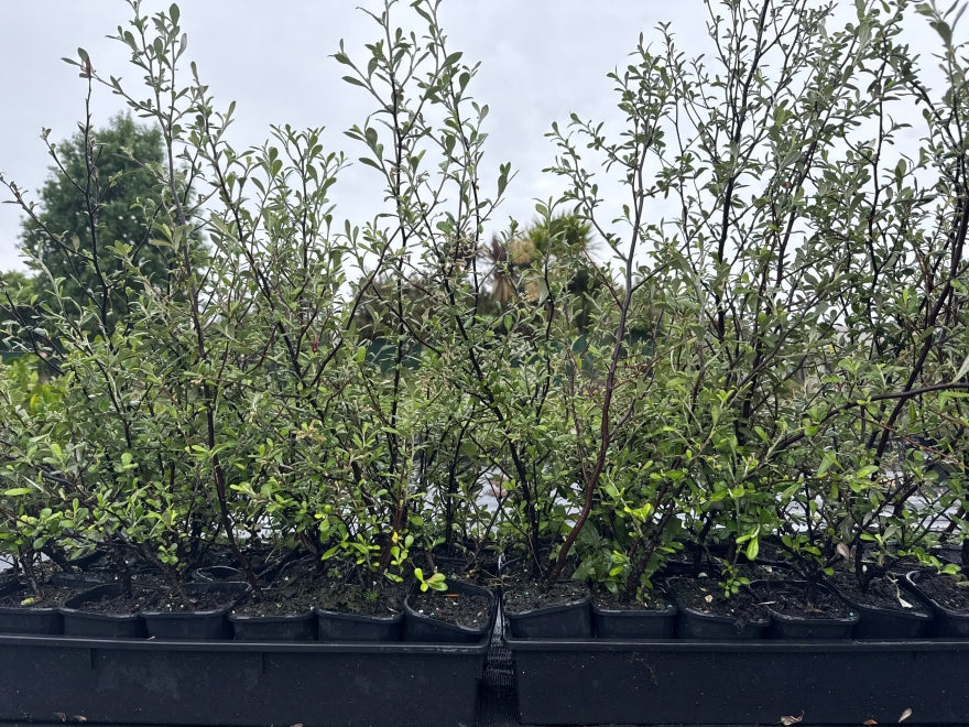 5x Corokia leprechaun - 1.99c each