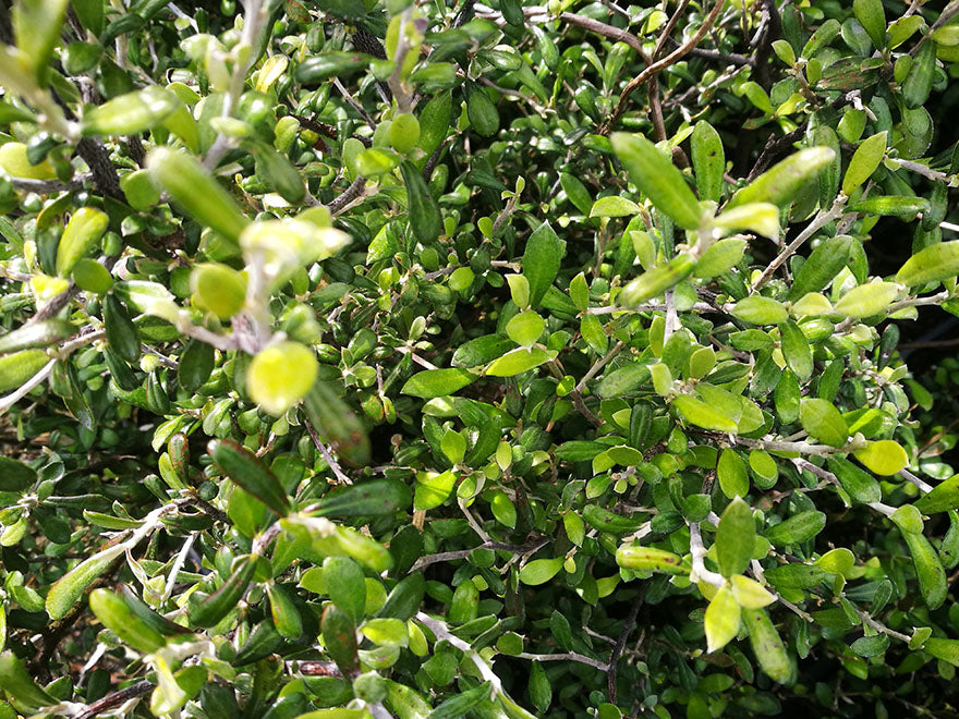 5x Corokia leprechaun - 1.99c each