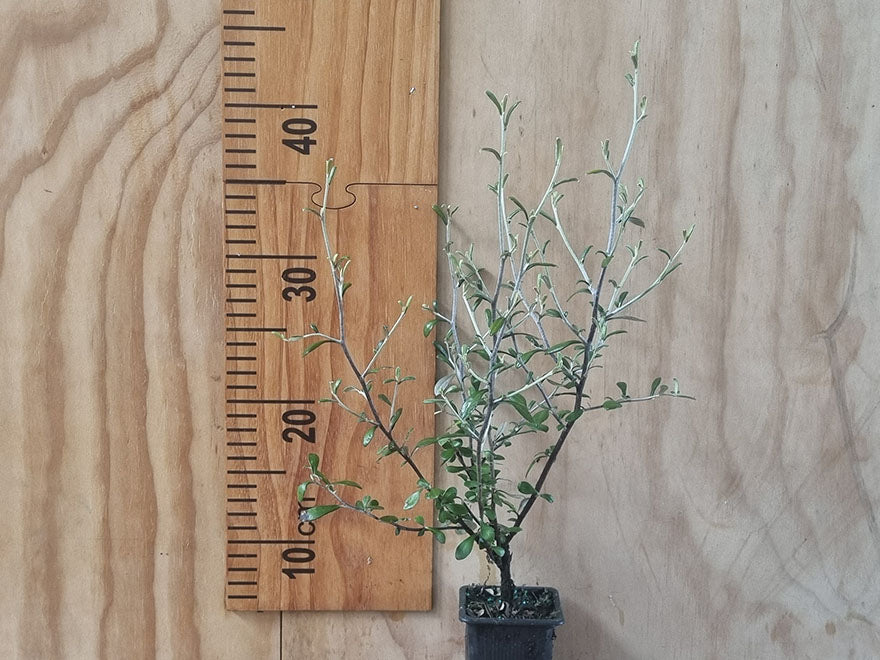 100x Corokia leprechaun - $3.99 each