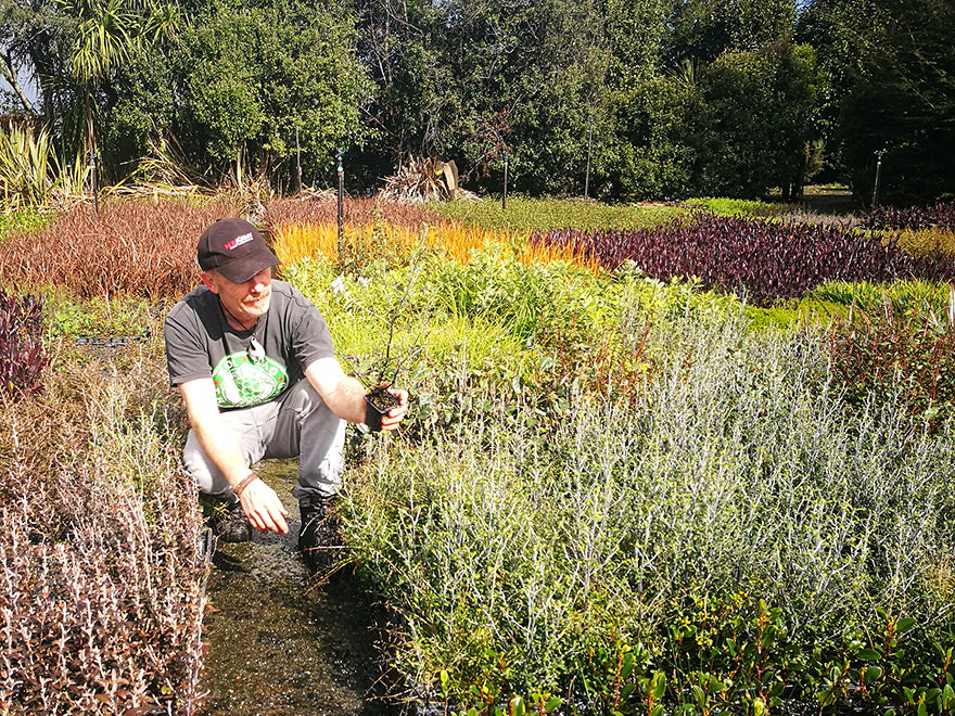 100x Low Growing Native Combo - $3.99 each