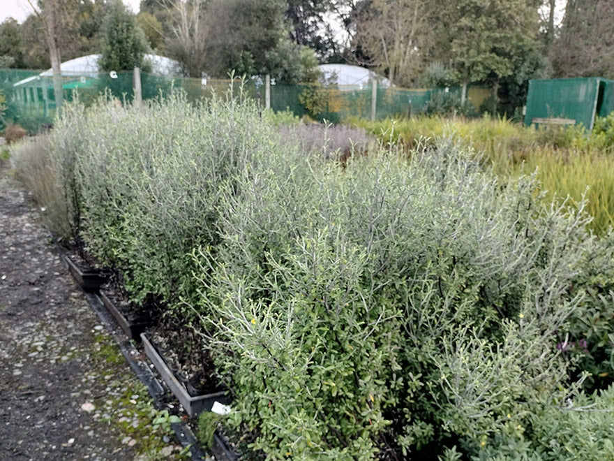 100x Corokia leprechaun - $3.99 each