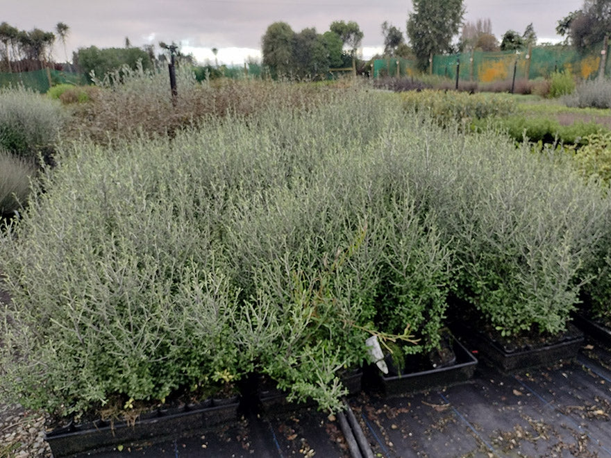 5x Corokia leprechaun - $5.99 each