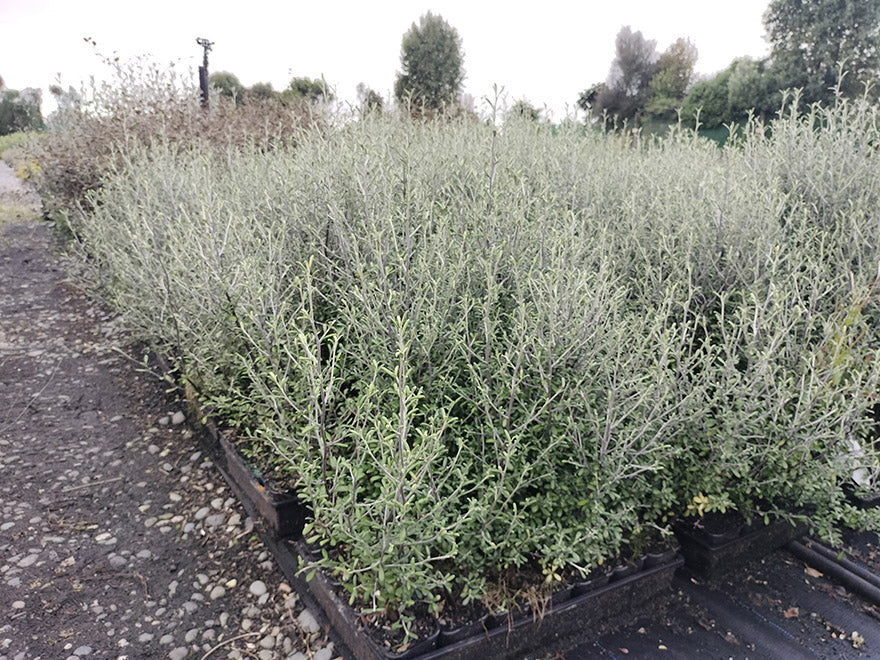 100x Corokia leprechaun - $3.99 each