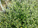 25x Corokia leprechaun - $4.99 each