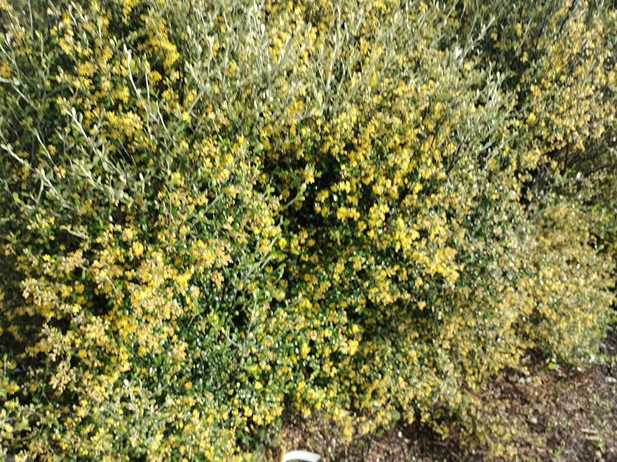 100x Corokia leprechaun - $3.99 each