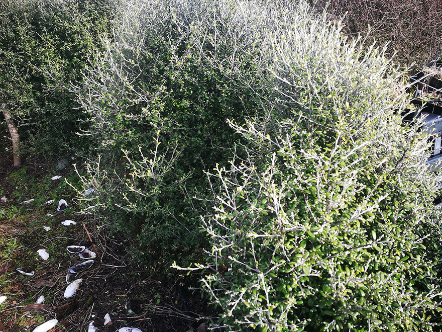 5x Corokia leprechaun - 1.99c each