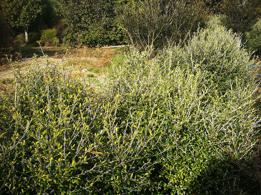 5x Corokia leprechaun - 1.99c each
