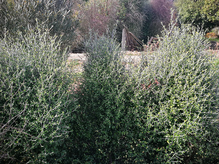 5x Corokia leprechaun - 1.99c each