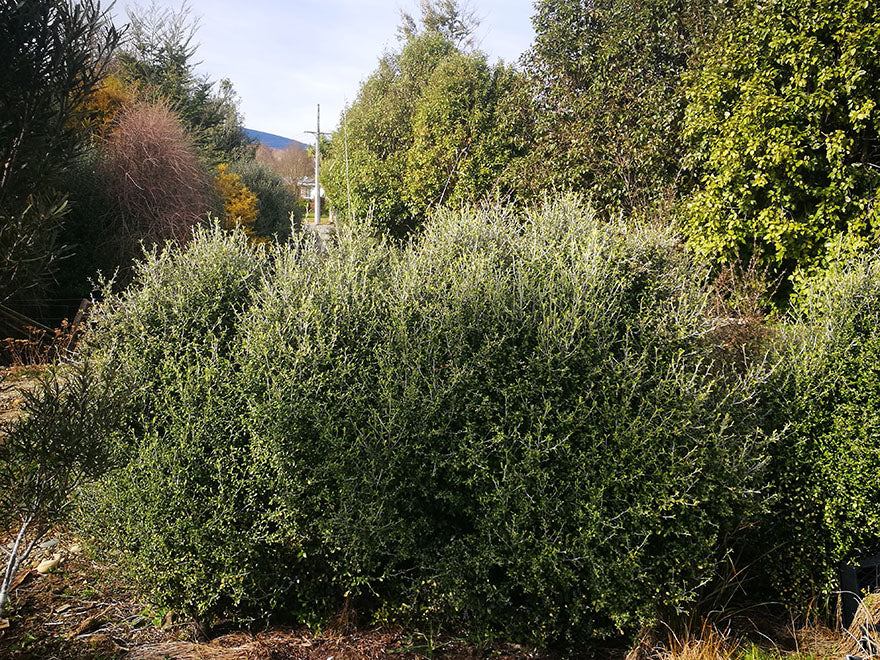 5x Corokia leprechaun - 1.99c each