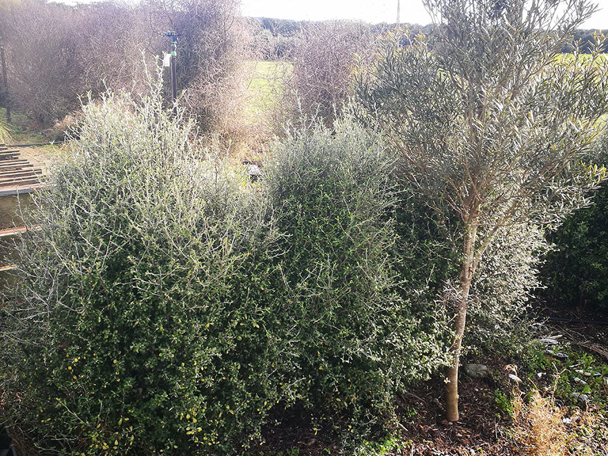 5x Corokia leprechaun - 1.99c each