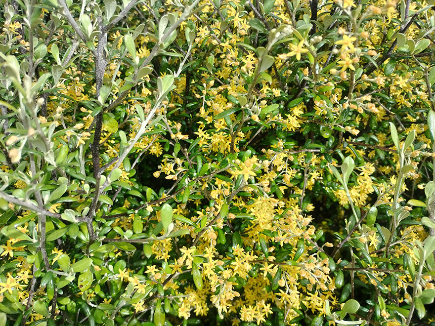 100x Corokia leprechaun - $3.99 each