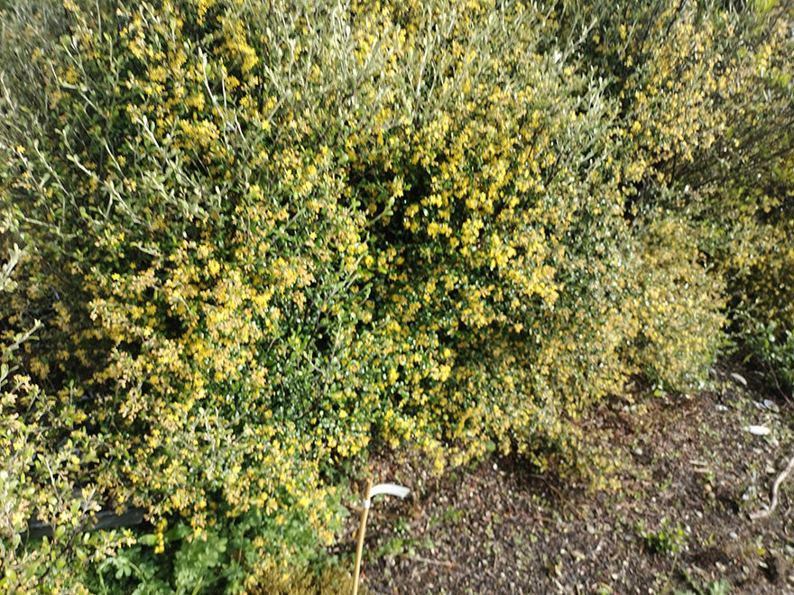 100x Corokia leprechaun - $3.99 each