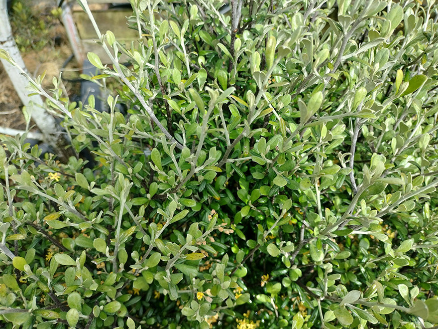 100x Corokia leprechaun - $3.99 each