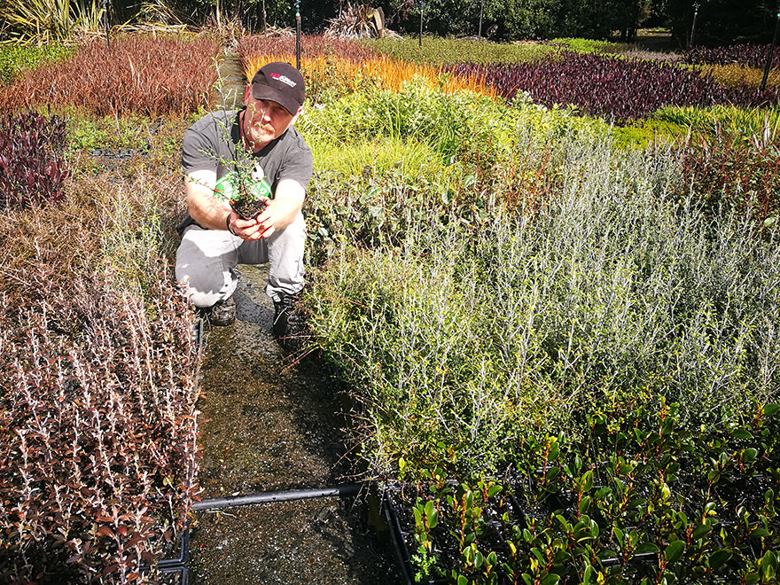 100x Corokia leprechaun - $3.99 each