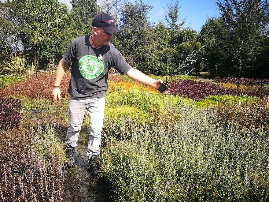 25x Corokia leprechaun - $4.99 each