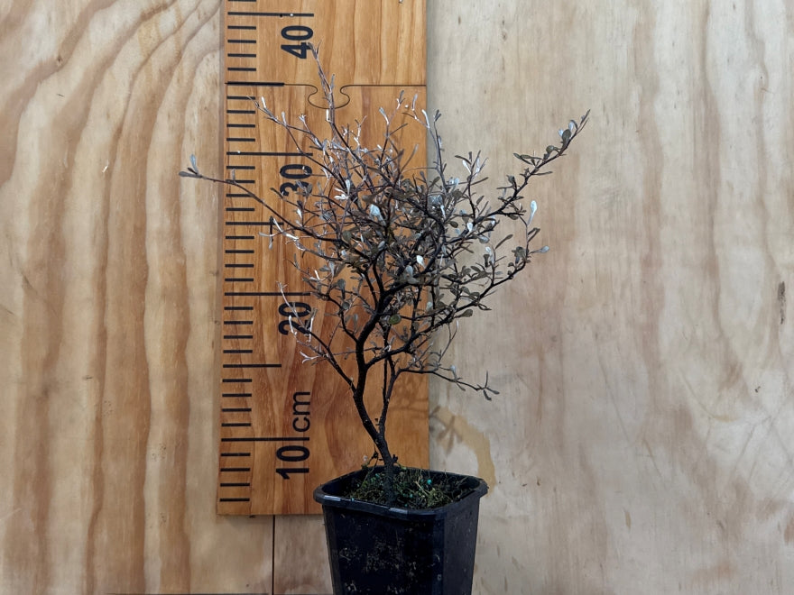 5x Corokia Little Prince - $5.99 each