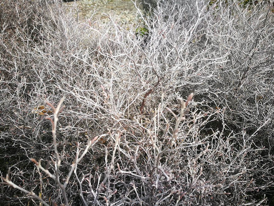 5x Corokia Little Prince - $5.99 each