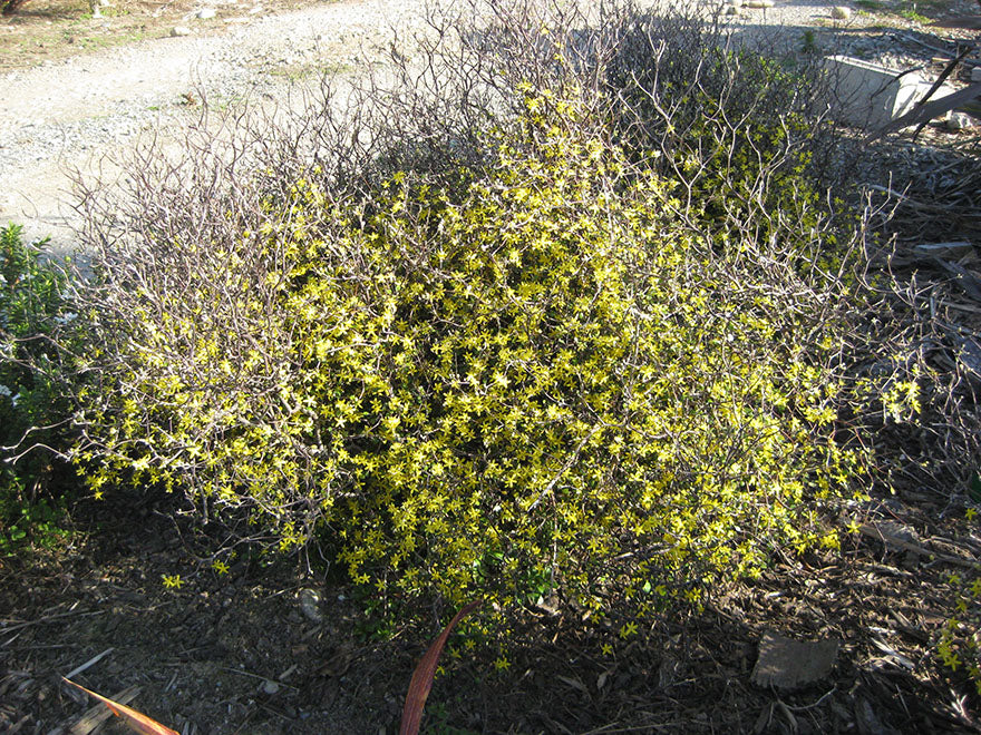 5x Corokia Little Prince - $9.99 each