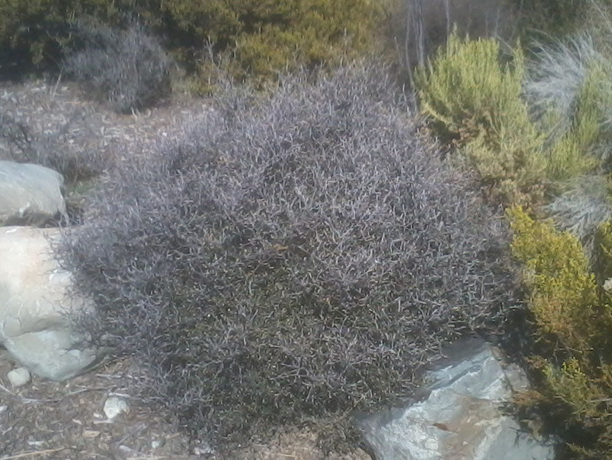 5x Corokia Little Prince - $9.99 each