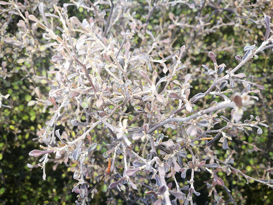 5x Corokia Little Prince - $5.99 each