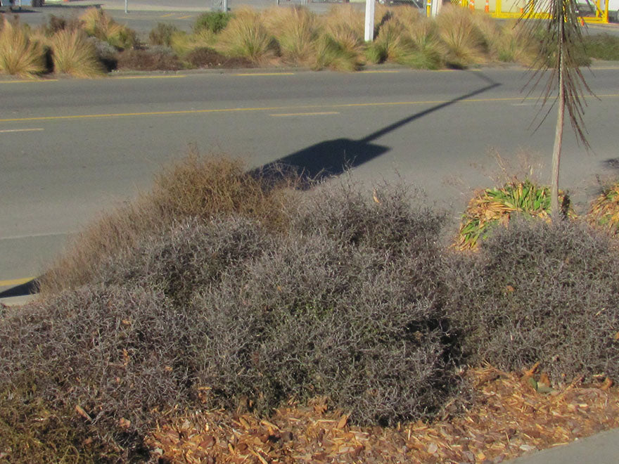 5x Corokia Little Prince - $9.99 each
