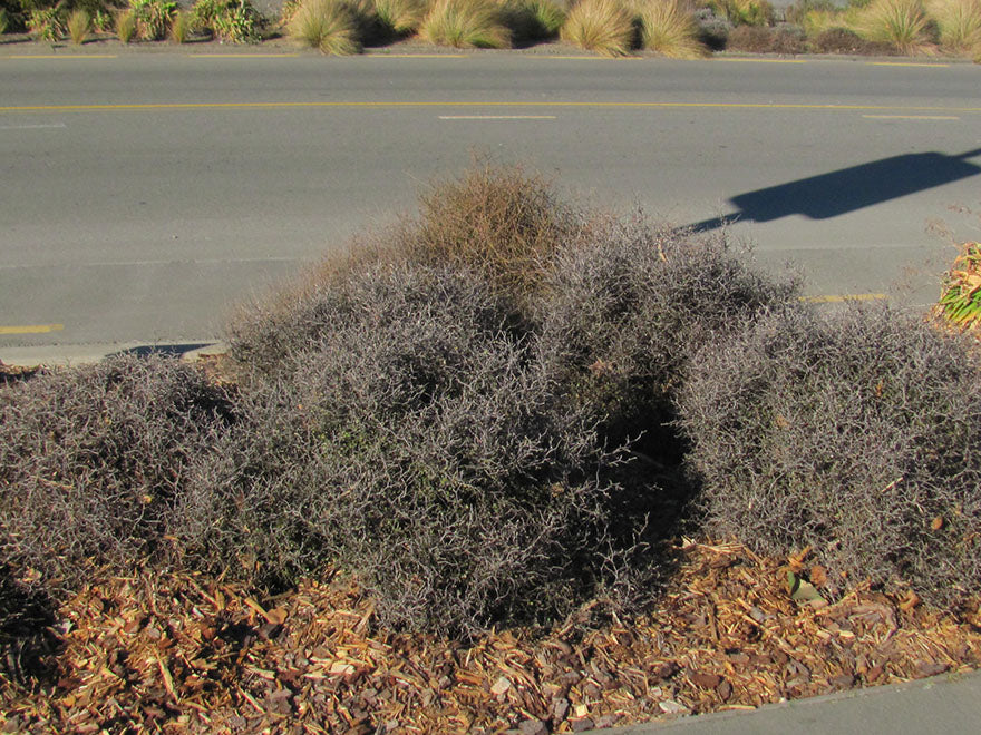 5x Corokia Little Prince - $9.99 each
