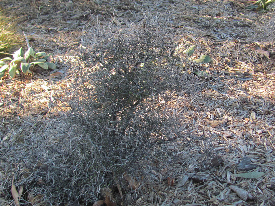 5x Corokia Little Prince - $5.99 each