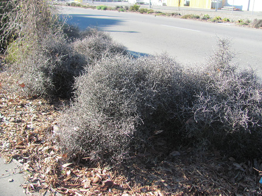 5x Corokia Little Prince - $9.99 each