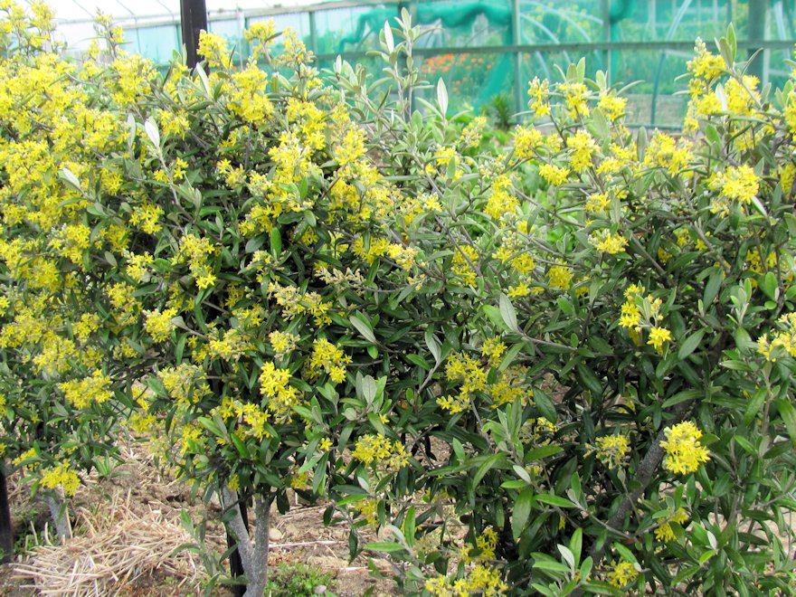 100x Corokia Macrocarpa - $2.99 each