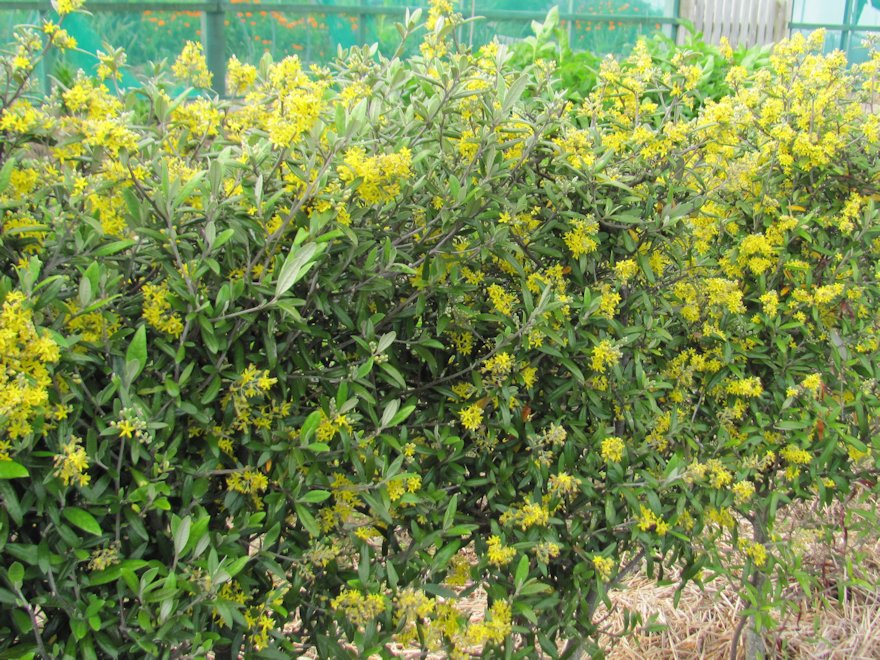100x Corokia Macrocarpa - $2.99 each