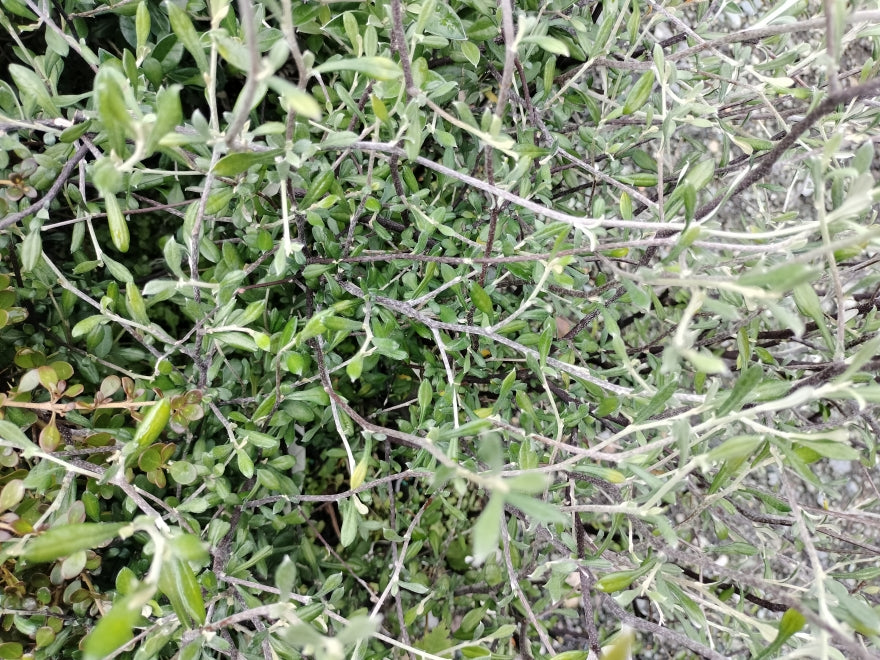 Corokia Pipsquek