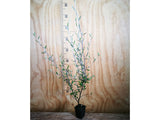 25x Corokia Red Wonder - $4.99 each