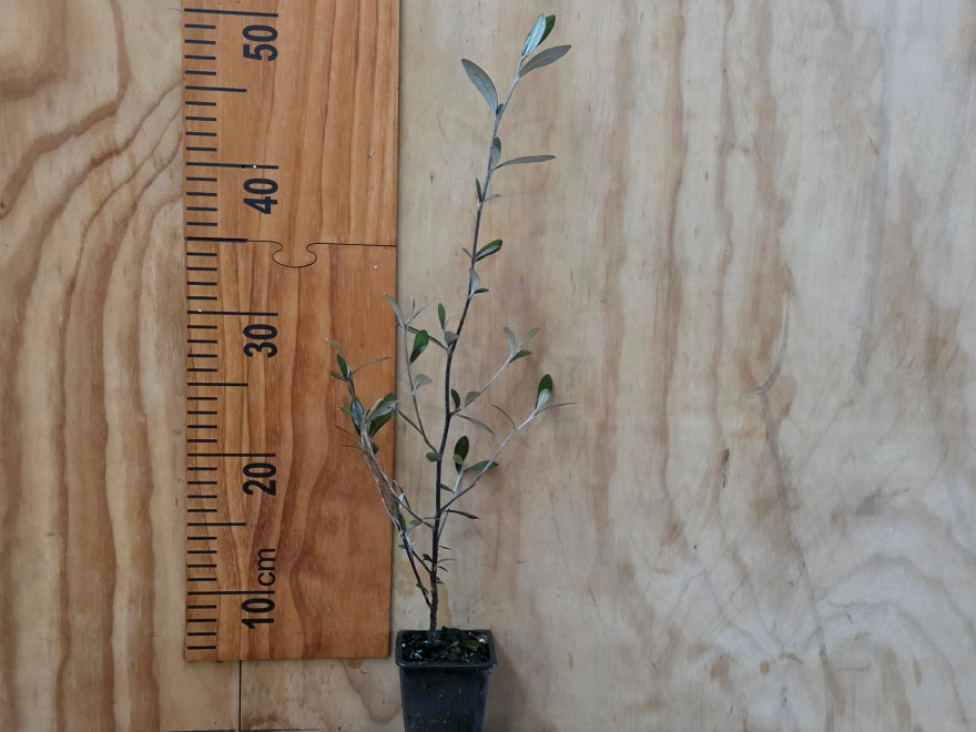 100x Corokia Red Wonder - $3.99 each