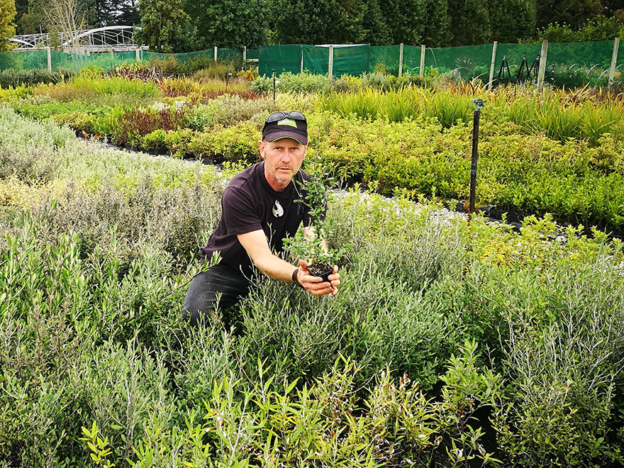 5x Corokia Red Wonder - $5.99 each