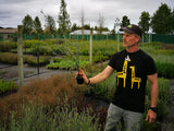25x Corokia Red Wonder - $4.99 each