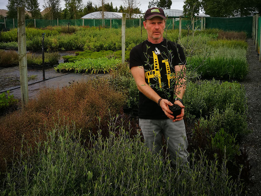100x Corokia Red Wonder - $3.99 each