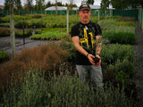 25x Corokia Red Wonder - $4.99 each
