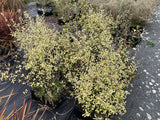 5x Corokia Sunsplash - $5.99 each