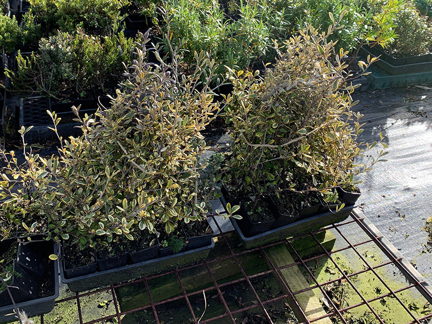 Corokia Sunsplash