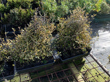 Corokia Sunsplash