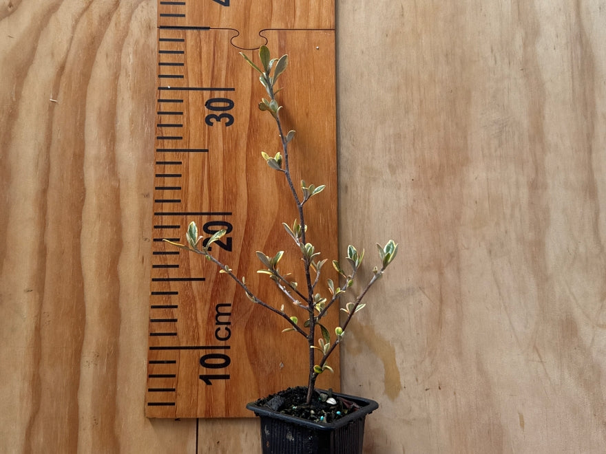 Corokia Sunsplash