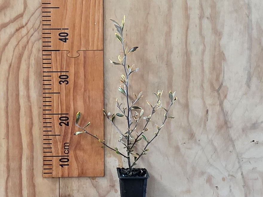 Corokia Sunsplash
