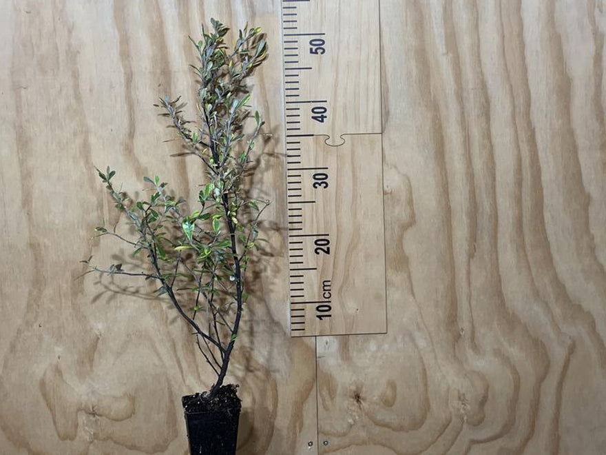 Corokia Sunsplash